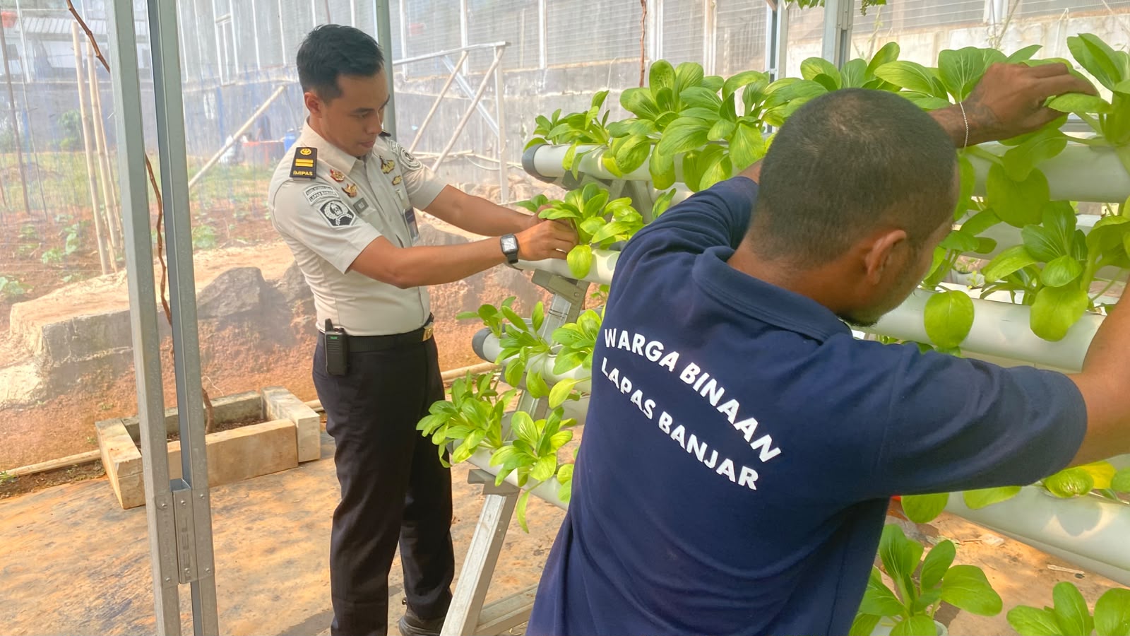 Lapas Banjar Latih Warga Binaan Kembangkan Budidaya Hidroponik sebagai Bekal Kemandirian