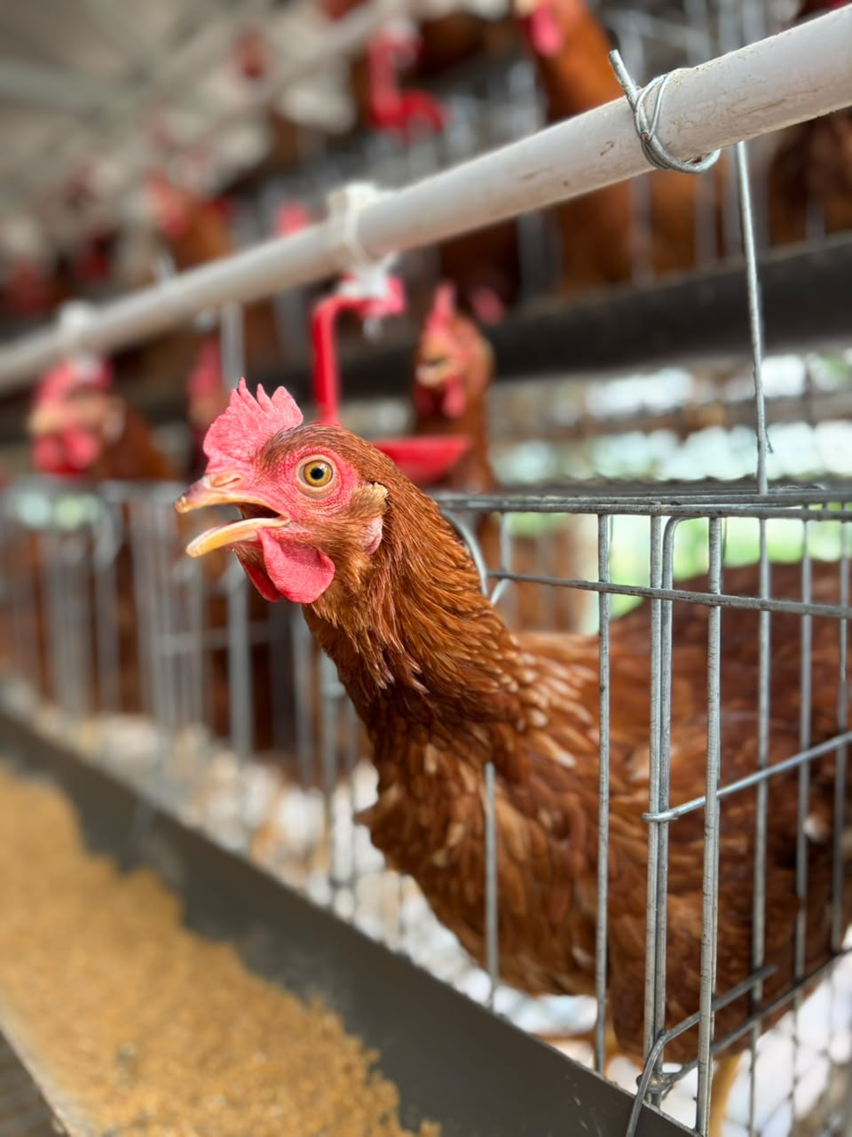 Produktif dan Bernilai Ekonomi Telur Hasil Pembinaan Warga Binaan Lapas Banjar Laris di Pasaran